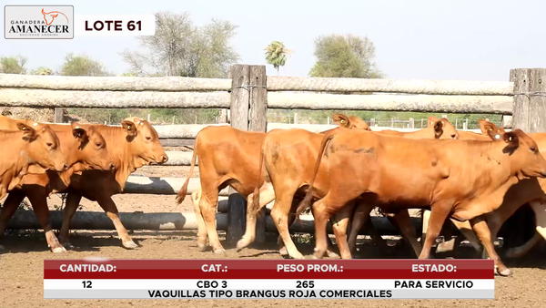 Lote LOTE 61