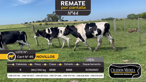 Lote 8 Novillos en Otra Localidad, Soriano