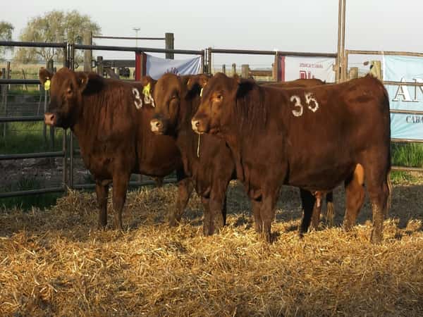 Lote TOROS ANGUS COLORADOS PC