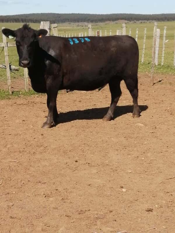 Lote 7 VACAS SA PREÑADAS en Rocha