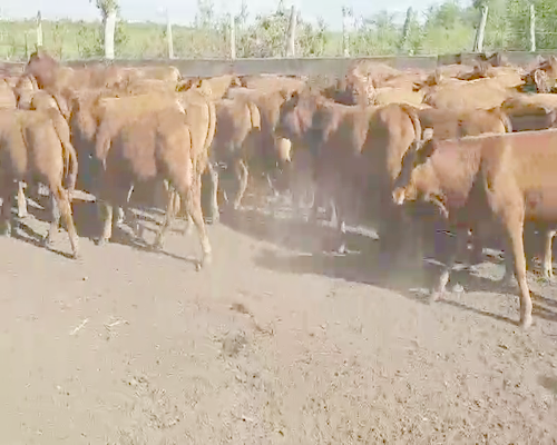 Lote 60 Terneros en Villaguay, Entre Ríos