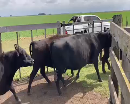 Lote 10 Vacas medio uso C/ gtia de preñez en Gral. Lamadrid, Buenos Aires