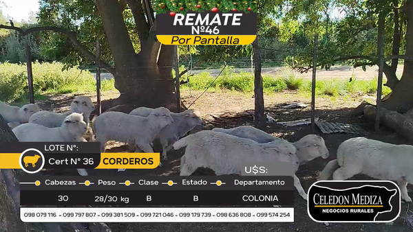 Lote 30 Corderos en Otra Localidad, Colonia