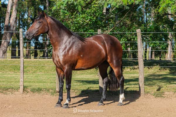 Lote LIBELULA DE LA COLINA