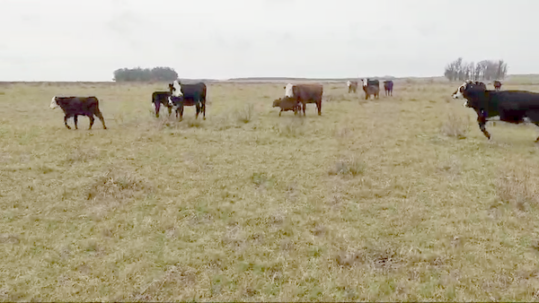 Lote 122 Piezas de Cria