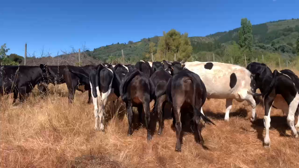 Lote 56 Novillo Engorda en Cauquenes, VII  Región Maule