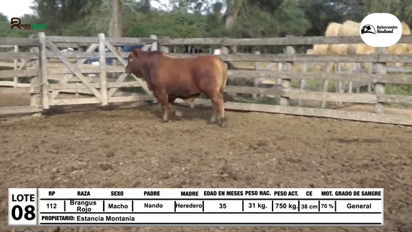Lote Toros Brangus Rojo a remate en Sábado 5 de Julio - Gran Remate de Reproductores PDC, Loma Plata