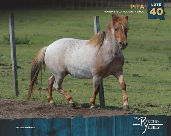 Lote Pita