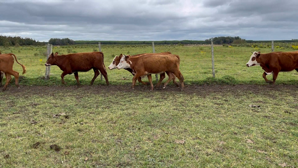 Lote 89 Vaquillonas 1 a 2 años en Los Feos, Tacuarembó