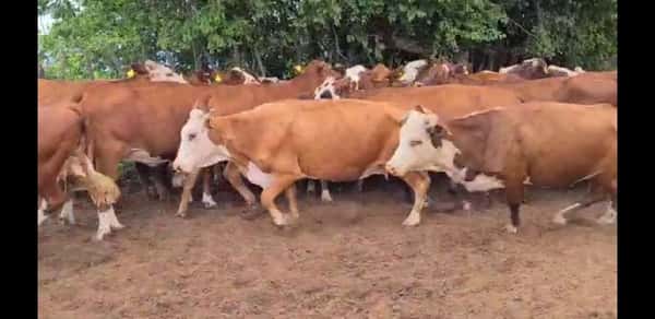 Lote 55 Vacas en Esquina, Corrientes