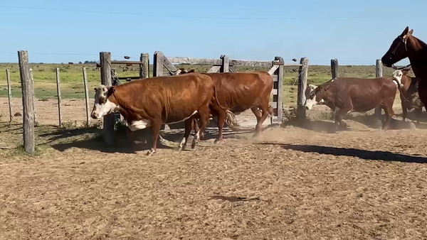 Lote 54 Vacas  en Esquina, Corrientes