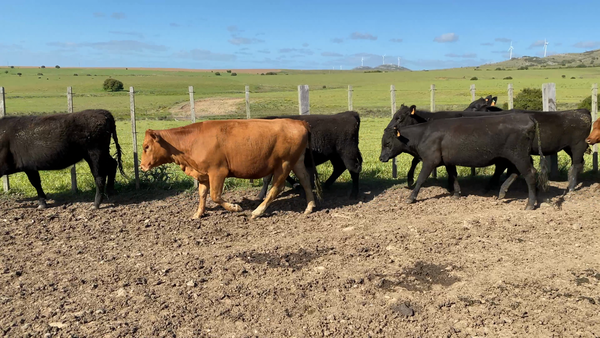 Lote 60 Vaquillonas 1 a 2 años en Sierra de los Caracoles, Maldonado