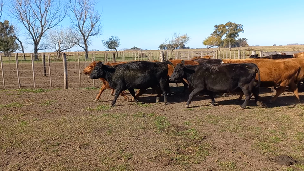 Lote 20 Vacas nuevas C/ gtia de preñez en Urdampilleta, Buenos Aires