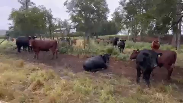 Lote 45 Novillo Gordo en Purranque, X Región Los Lagos