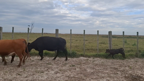 Lote 64 Piezas de cría en Treinta y Tres