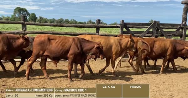 Lote LOTE 25 - 50 MACHOS CBO 1