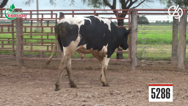 Lote Toros Holando