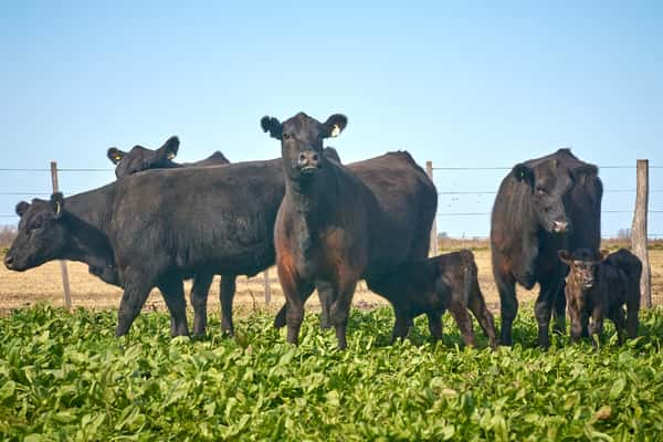 Lote "ME KEN" Vaquillas con cria