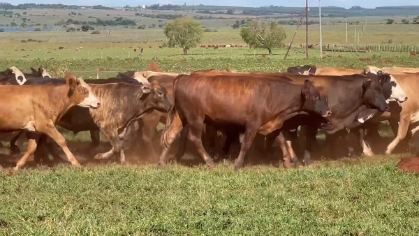 Lote 80 Novillos en Ituzaingó, Corrientes