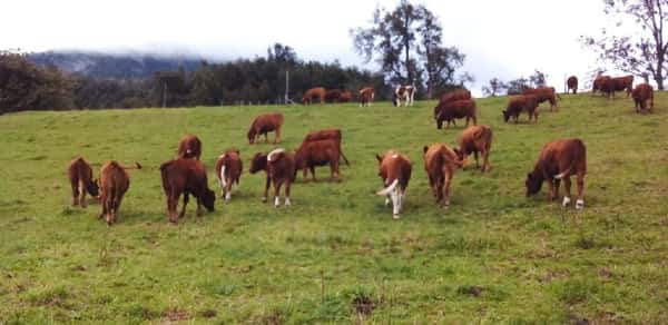Lote 55 Vaquilla Engorda en Futrono, XIV Región Los Ríos