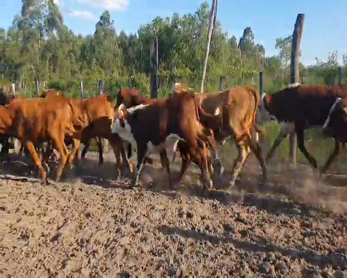 Lote 80 Terneros/as en Bella Vista, Corrientes