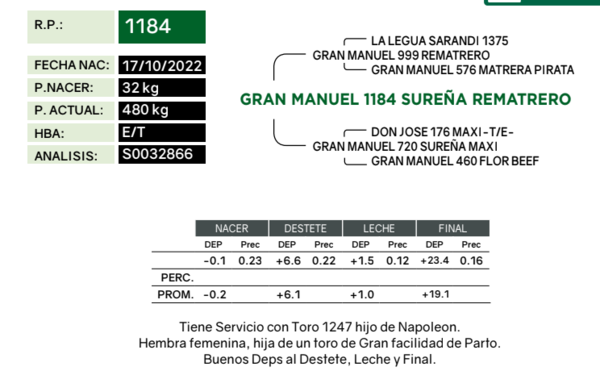 Lote Vaquillonas Preñdas