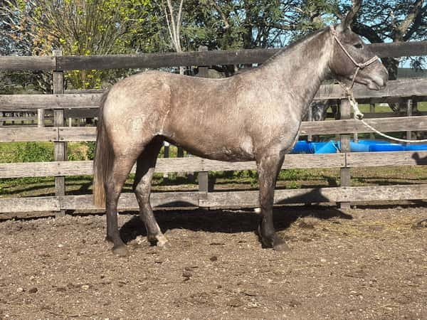 Lote PICHONA RUMBEADORA