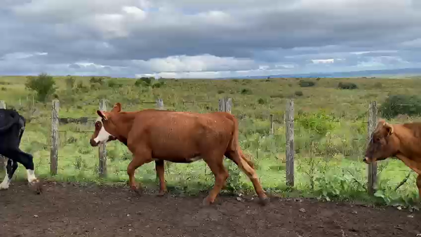 Lote 15 Vacas de Invernada