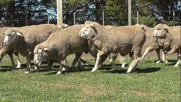 Lote 28 carneros