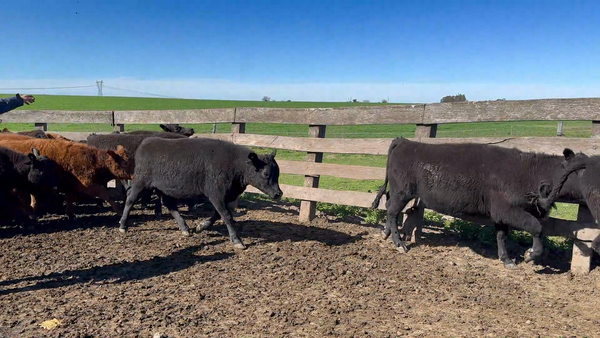 Lote 120 Terneras en Porvenir, Paysandú