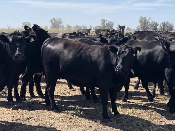 Lote 80 Vaquillonas C/ gtia de preñez en Buenos Aires, San Cayetano