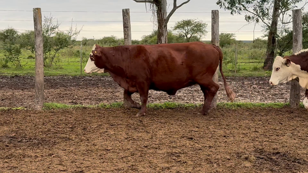 Lote 35 Vacas faena