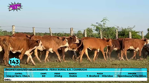 Lote LOTE 143
