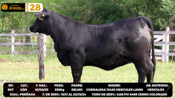 Lote LOTE 28
