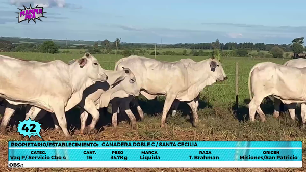 Lote LOTE 42- EN VIVO