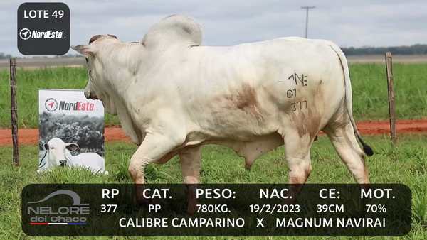 Lote LOTE 49