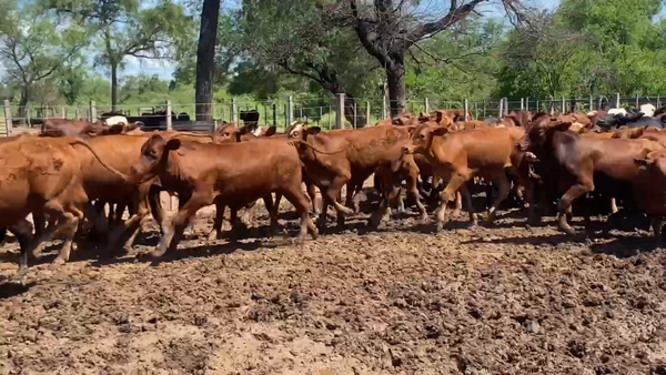 Lote 110 Terneros/as en Laguna Yema, Formosa