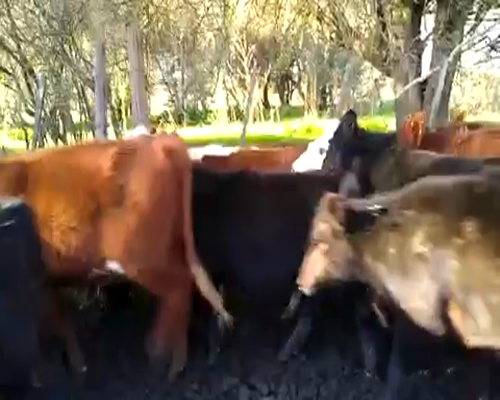 Lote 39 Terneras en Chascomús, Buenos Aires