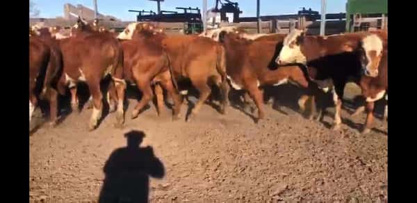 Lote 32 Vaquillonas C/ gtia de preñez en Villaguay, Entre Ríos