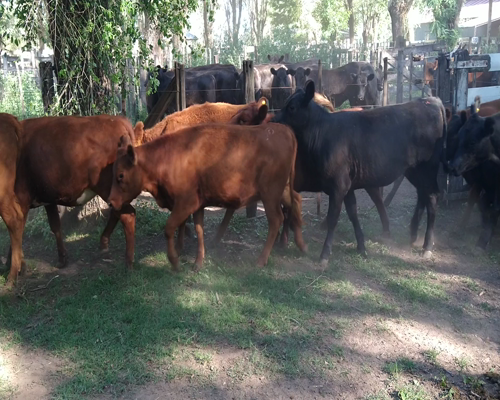 Lote 55 Terneras en Gral. Lamadrid, Buenos Aires