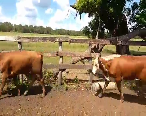 Lote 44 Novillitos en La Eduvigis, Chaco