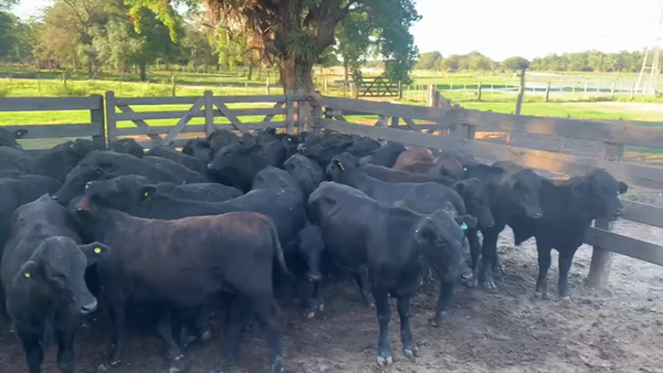 Lote 750 Terneros