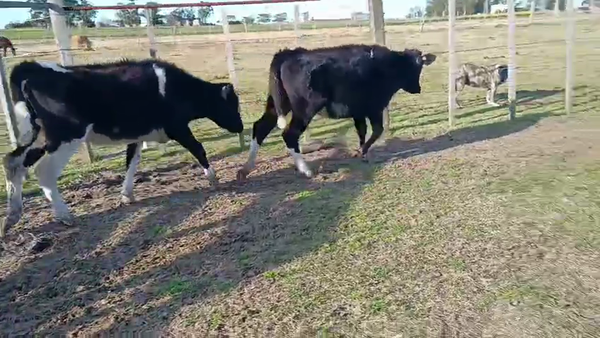 Lote 2 Terneras a remate en Pantalla Camy 140kg - , San José