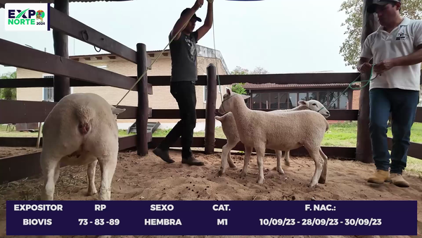 Lote A89