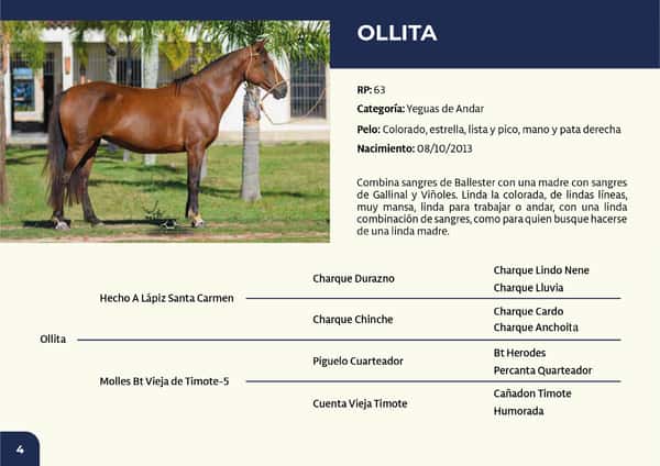 Lote RP 63 - Ollita