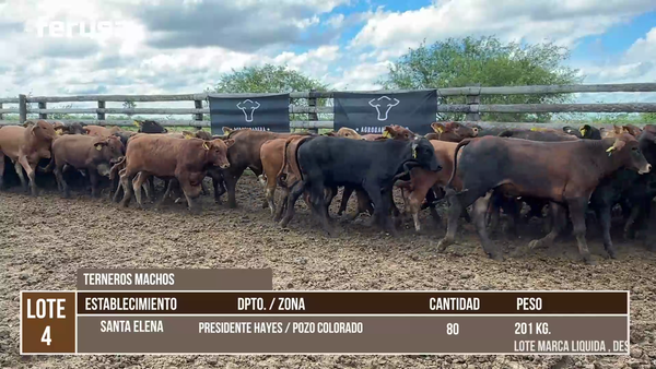 Lote LOTE 4