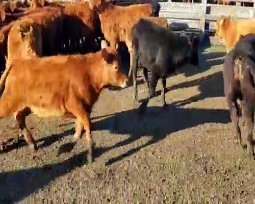 Lote 29 Terneras en Villaguay, Entre Ríos