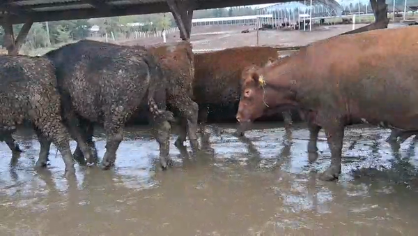 Lote 20 Novillo Gordo en Los Ángeles, VIII Región Biobío