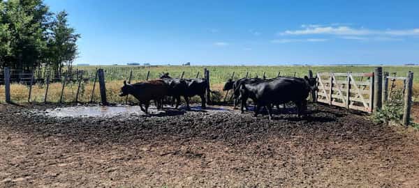Lote 7 Vacas nuevas en Gral. Lamadrid, Buenos Aires