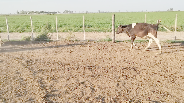 Lote 20 Terneros Holando Argentino en Porteña, Córdoba